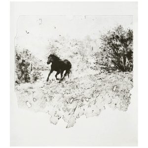 David Maes | BlackHorse ! - 80 x 72 cm